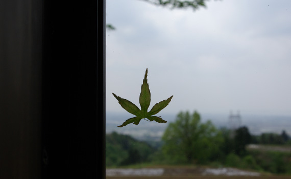 カエデの葉っぱ