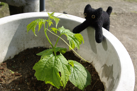 今年もグリーンカーテン