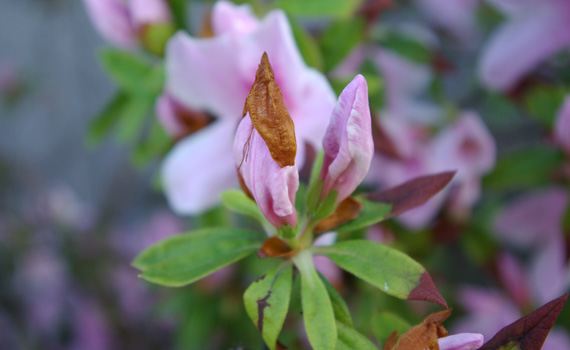 つつじのつぼみ