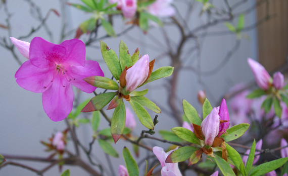ひとつの枝から2色の花