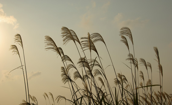 すすきと空