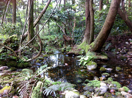 杉沢の沢スギ3