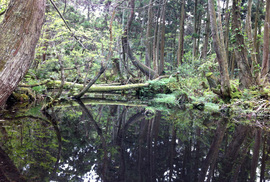 杉沢の沢スギ5
